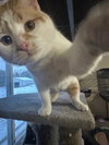 Scout - Photo 3