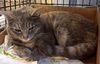 adoptable Cat in  named Fleona