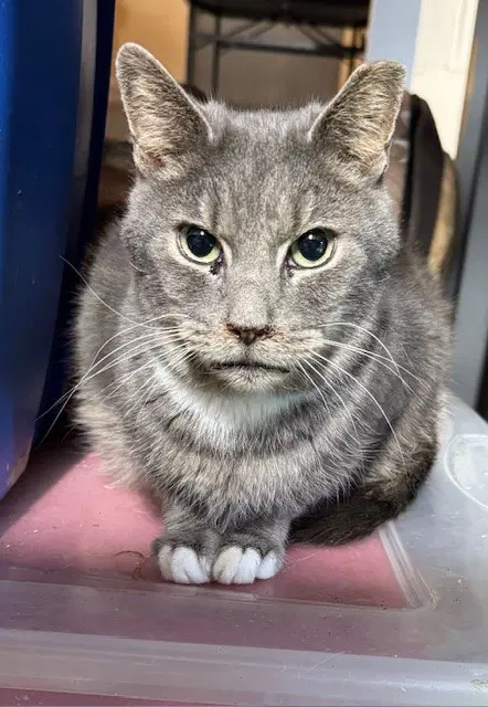 Lucy Grayson's Sister - Tabby