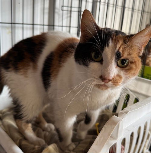 picture of the cat needing adoption