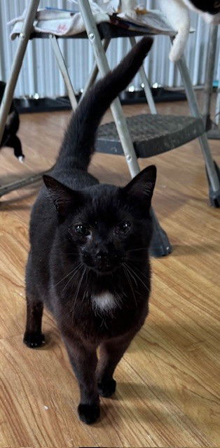 adoptable Cat in Apollo, PA named Jet