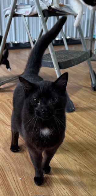 JET - Domestic Short Hair available for adoption