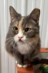 adoptable Cat in  named Patty Mae