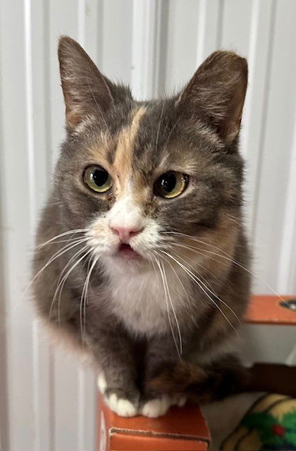 picture of the cat needing adoption