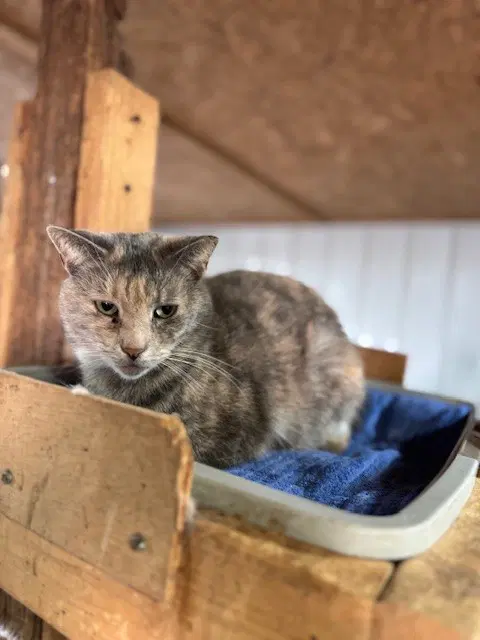 Possum - Tortoiseshell
