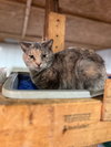 Possum - Photo 2