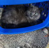 adoptable Cat in  named Scarlet