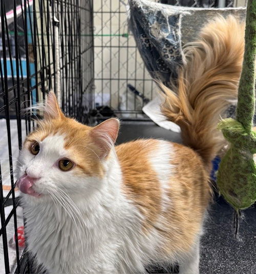 picture of the cat needing adoption