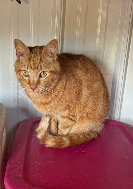 adoptable Cat in Apollo, PA named Marbles