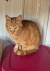 adoptable Cat in apollo, PA named Marbles