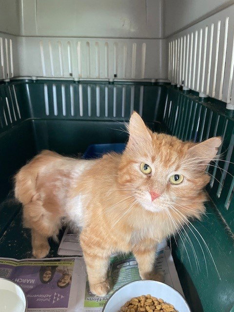 picture of the cat needing adoption