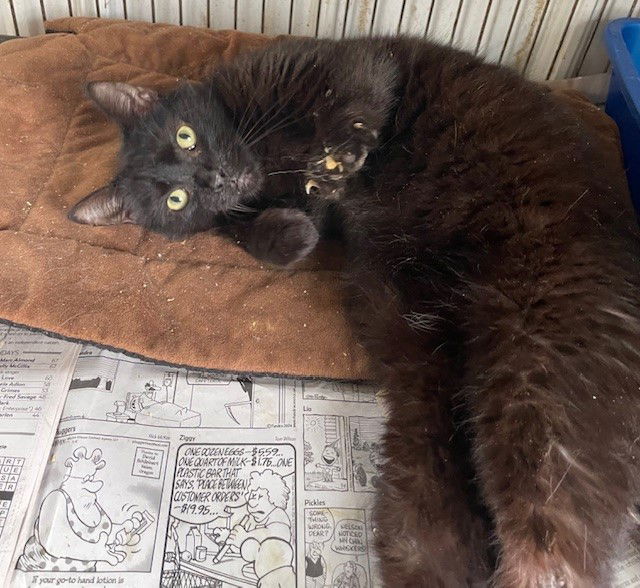 adoptable Cat in Apollo, PA named Percy
