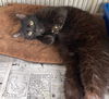 adoptable Cat in apollo, PA named Percy