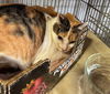 adoptable Cat in  named Elsie