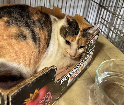 picture of the cat needing adoption
