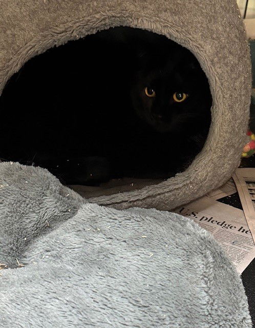 adoptable Cat in Apollo, PA named Sabrina