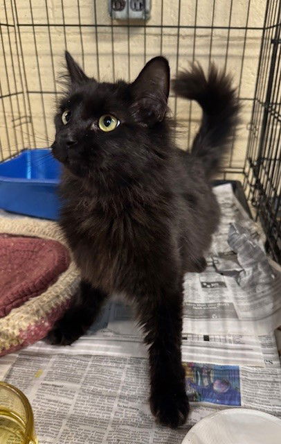 adoptable Cat in Apollo, PA named Dava