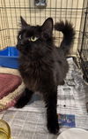 adoptable Cat in apollo, PA named Dava