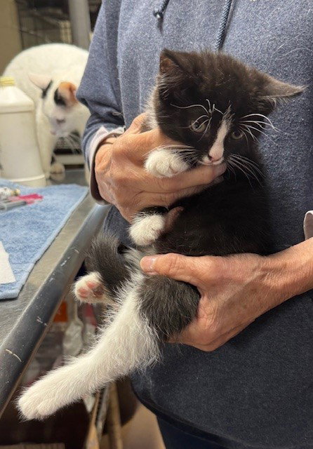 Max, an adoptable Domestic Medium Hair in Apollo, PA