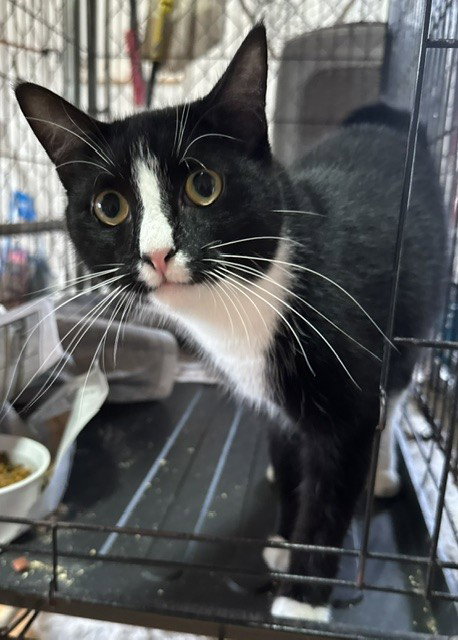 Max, an adoptable Domestic Medium Hair in Apollo, PA