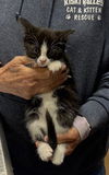 adoptable Cat in , PA named Belle
