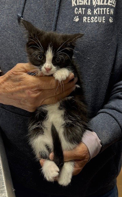 Belle, an adoptable Domestic Medium Hair in Apollo, PA