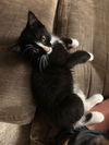 adoptable Cat in apollo, PA named Pearl