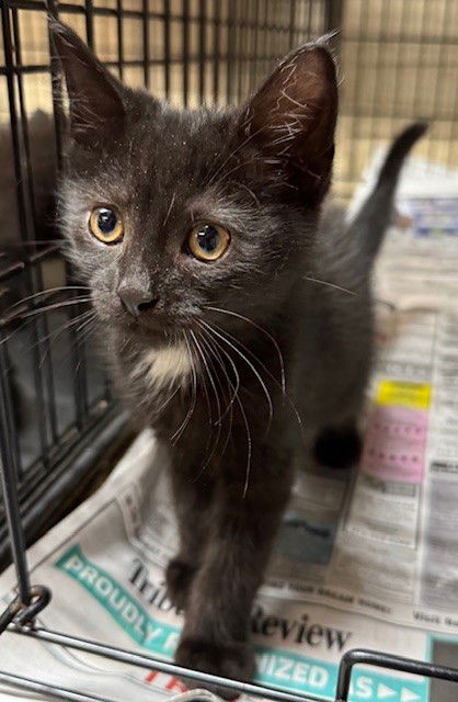 adoptable Cat in Apollo, PA named Usher
