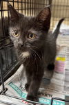 adoptable Cat in apollo, PA named Usher