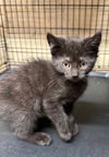 adoptable Cat in apollo, PA named Prince