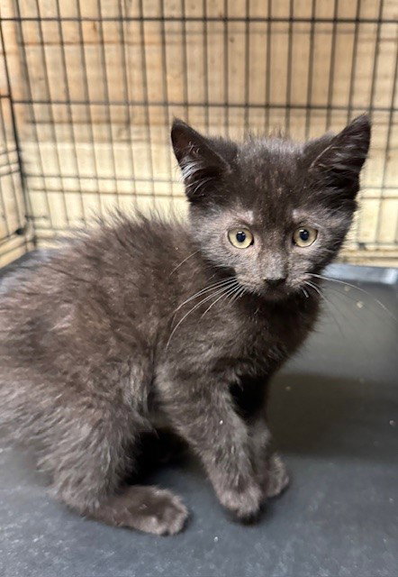 PRINCE - Domestic Short Hair available for adoption