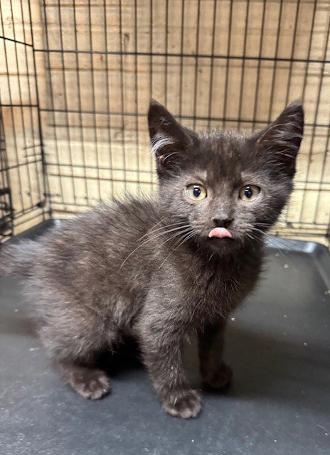 PRINCE - Domestic Short Hair available for adoption