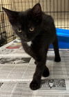 adoptable Cat in apollo, PA named Rumor