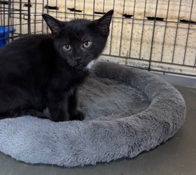 adoptable Cat in Apollo, PA named Gypsy