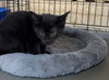 Gypsy - Photo 2