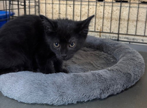 GYPSY - Domestic Short Hair available for adoption