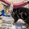 adoptable Cat in  named Henry