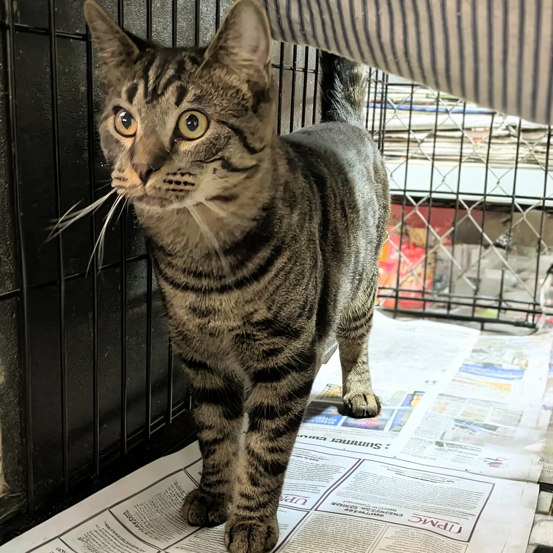 Chandler - Domestic Short Hair