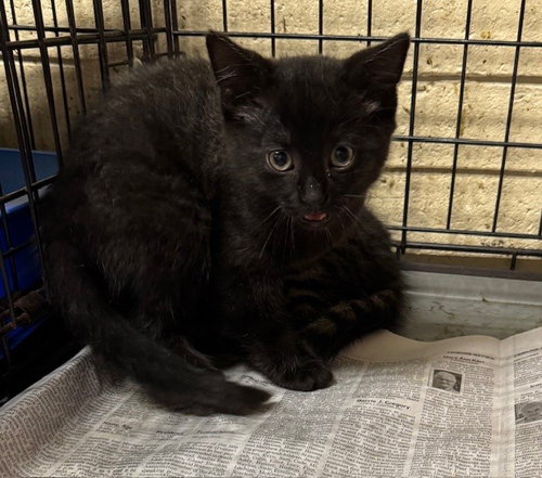 ROSS - Domestic Short Hair / Tabby available for adoption