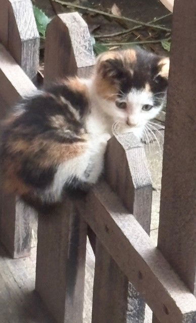 adoptable Cat in Apollo, PA named Jellyroll