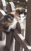 adoptable Cat in  named Jellyroll