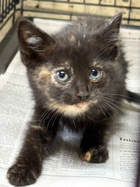 adoptable Cat in Apollo, PA named Dempsi