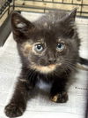 adoptable Cat in apollo, PA named Dempsi