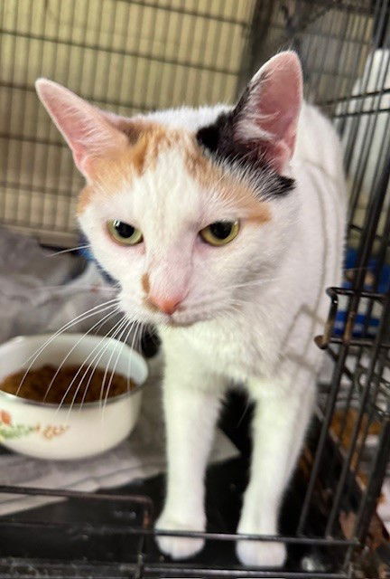 adoptable Cat in Apollo, PA named Kacy