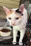 adoptable Cat in  named Kacy