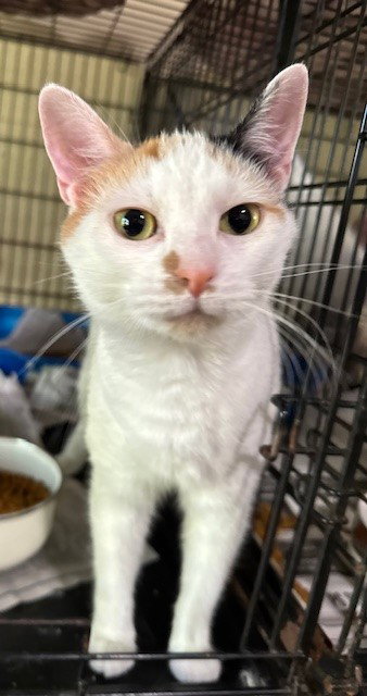 KACY - Calico / Domestic Short Hair available for adoption