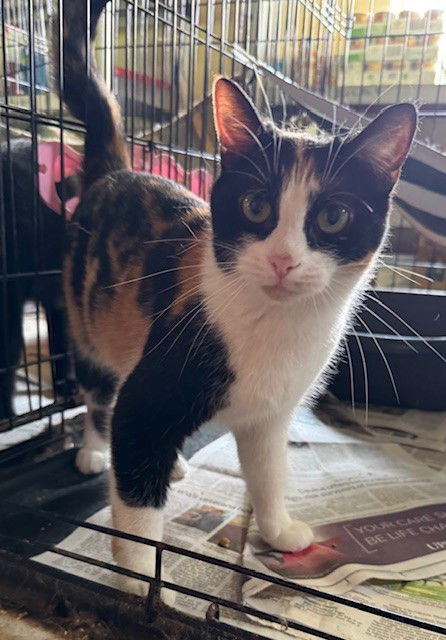 adoptable Cat in Apollo, PA named Macy