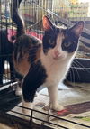 adoptable Cat in  named Macy