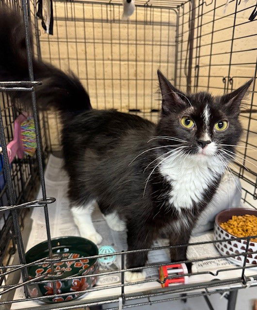 adoptable Cat in Apollo, PA named Stacey