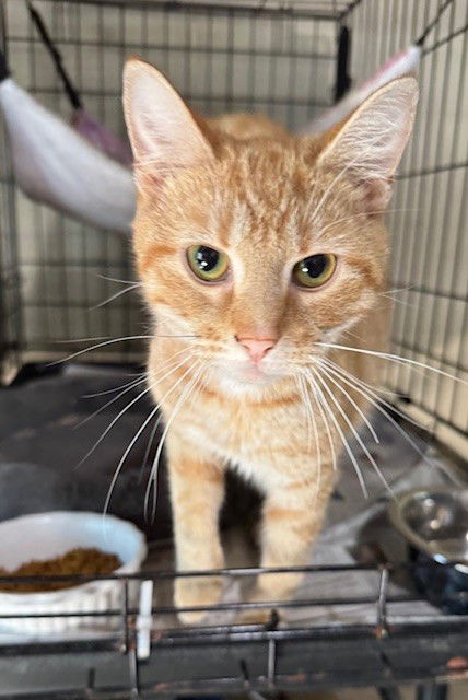 adoptable Cat in Apollo, PA named Tracey